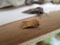 Gullfagerfly (Pyrrhia umbra)