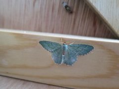 Common Emerald (Hemithea aestivaria)