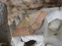 Karminmåler (Rhodostrophia vibicaria)