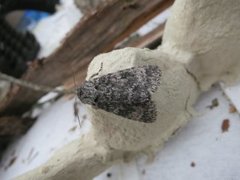 Blågrått kveldfly (Acronicta euphorbiae)