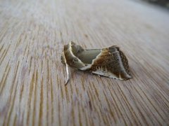 Buff Arches (Habrosyne pyritoides)