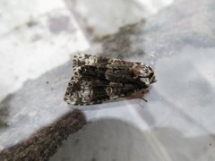 The Coronet (Craniophora ligustri)