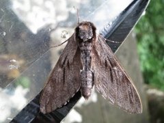 Pine Hawk-moth (Sphinx pinastri)