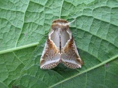 Prakthalvspinner (Habrosyne pyritoides)