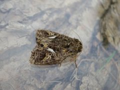 Orache Moth (Trachea atriplicis)