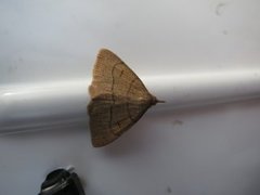 The Fan-foot (Herminia tarsipennalis)