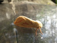 Spøkelsesroteter (Hepialus humuli)