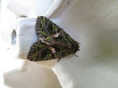Orache Moth (Trachea atriplicis)