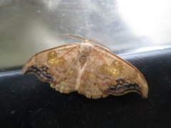 Scarce Hook-tip (Sabra harpagula)