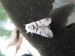 Poplar Kitten (Furcula bifida)