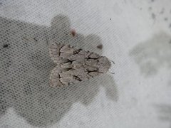 Grey Dagger (Acronicta psi)