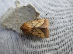 Gullfagerfly (Pyrrhia umbra)