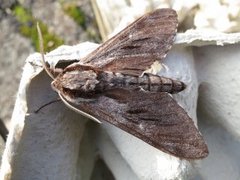 Pine Hawk-moth (Sphinx pinastri)