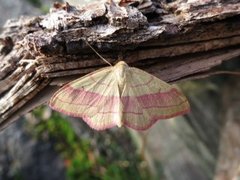 Karminmåler (Rhodostrophia vibicaria)