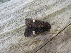 Dot Moth (Melanchra persicariae)