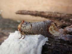 Buff-tip (Phalera bucephala)