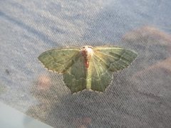 Common Emerald (Hemithea aestivaria)