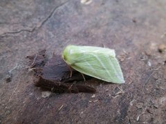 Rødfrynset båtfly (Pseudoips prasinana)