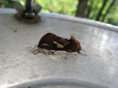 Kortstreket metallfly (Plusia putnami)