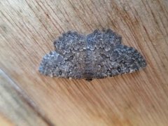 The Annulet (Charissa obscurata)