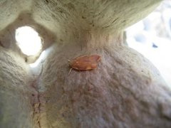 Long-horned Flat-body (Carcina quercana)