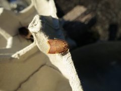 Long-horned Flat-body (Carcina quercana)