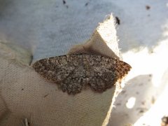 The Annulet (Charissa obscurata)