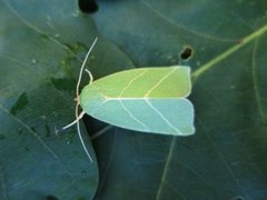 Eikebåtfly (Bena bicolorana)