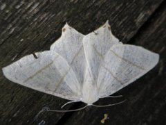 Stjertmåler (Ourapteryx sambucaria)