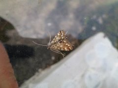 Brown China-mark (Elophila nymphaeata)