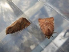 The Dun-bar (Cosmia trapezina)