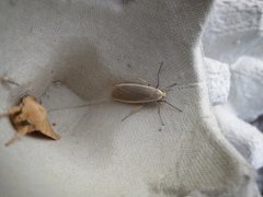 Common Footman (Eilema lurideola)