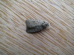 Pale Mottled Willow (Caradrina clavipalpis)