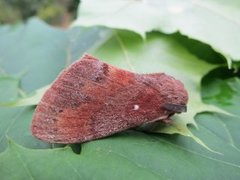 Pine Lappet (Dendrolimus pini)