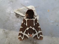 Garden Tiger (Arctia caja)