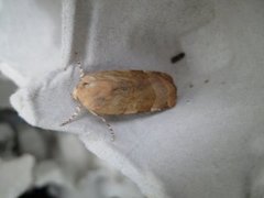 Broad-bordered Yellow Underwing (Noctua fimbriata)