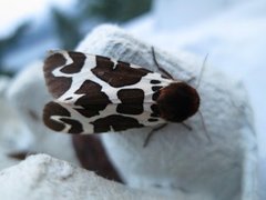 Garden Tiger (Arctia caja)