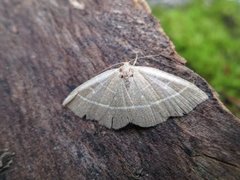 Olive Crescent (Trisateles emortualis)