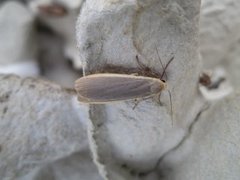 Common Footman (Eilema lurideola)