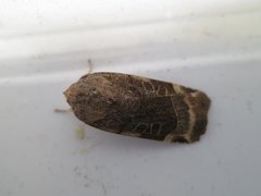 Broad-bordered Yellow Underwing (Noctua fimbriata)