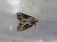 Double Lobed (Lateroligia ophiogramma)