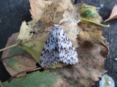Black Arches (Lymantria monacha)