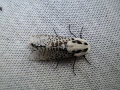 Greindreper (Zeuzera pyrina)