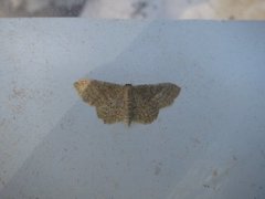 Punktengmåler (Idaea sylvestraria)