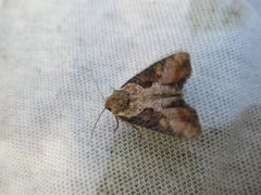 Double Lobed (Lateroligia ophiogramma)