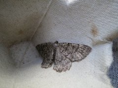 The Annulet (Charissa obscurata)