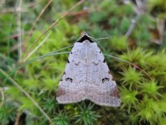 Augustvikkefly (Lygephila craccae)