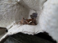 Dewick's Plusia (Macdunnoughia confusa)