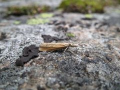 Wainscot Veneer (Chilo phragmitella)