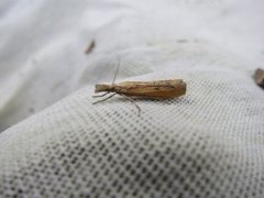 Wainscot Veneer (Chilo phragmitella)